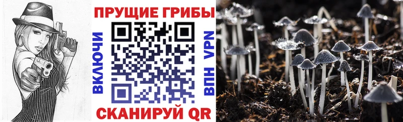 Галлюциногенные грибы Cubensis Березники